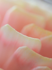 白ピンク