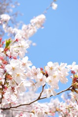 桜
