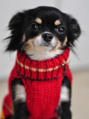 嫌がる犬