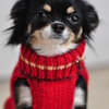 嫌がる犬