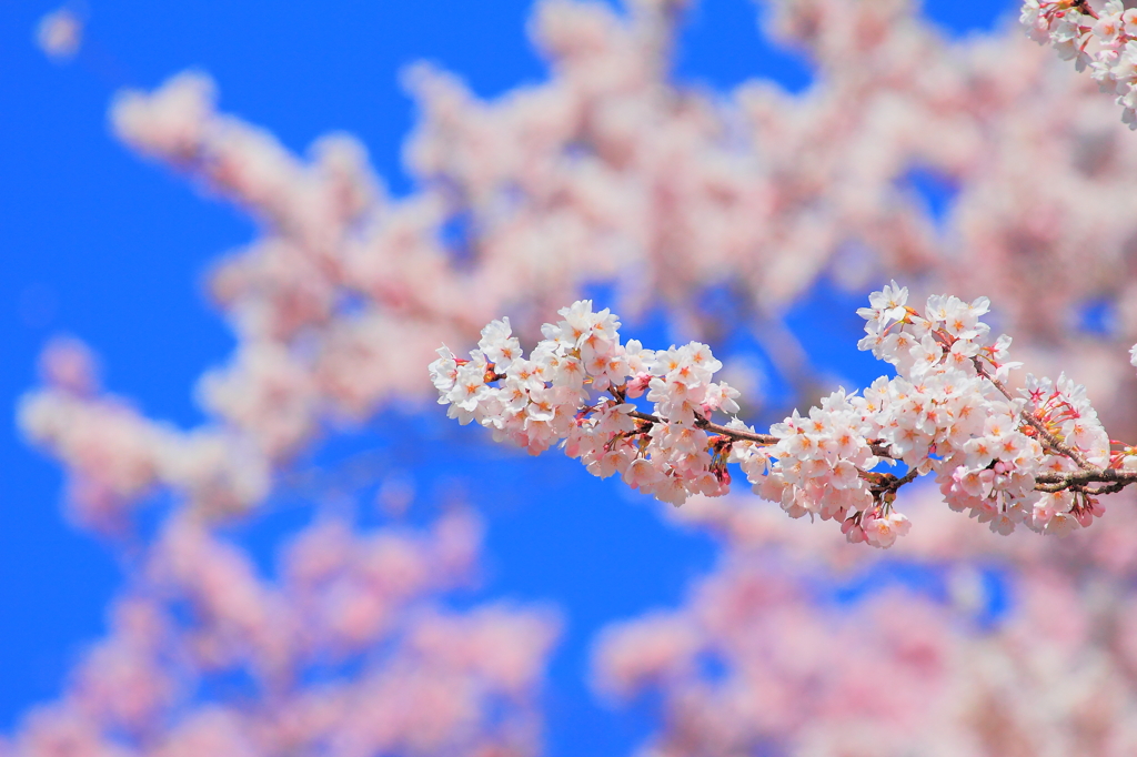 sakura