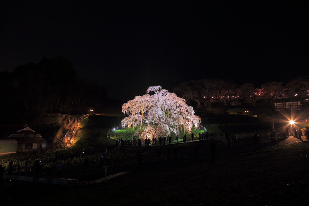 三春滝桜