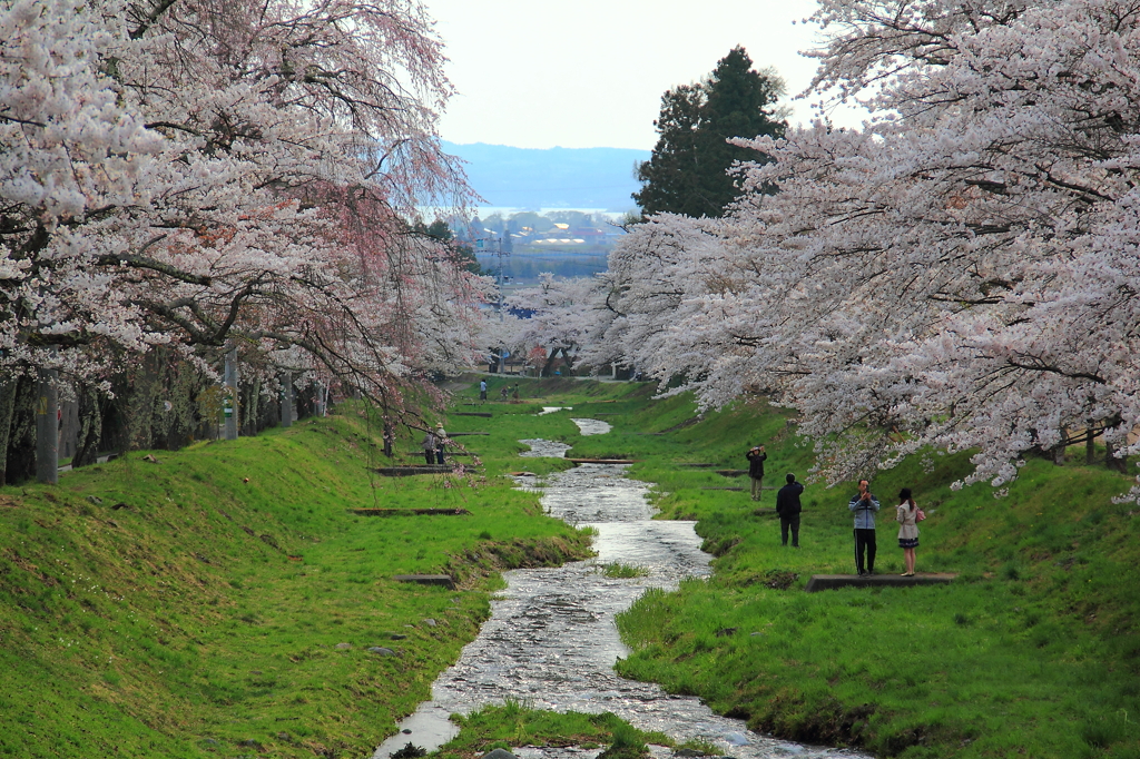 sakura