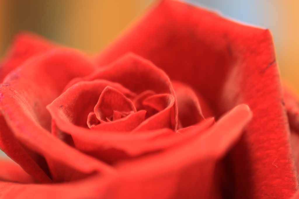 薔薇
