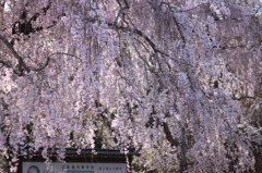 桜雨