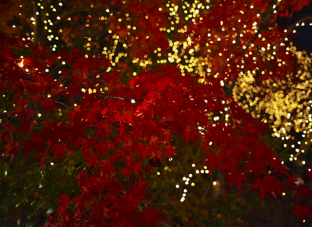 紅葉と光の饗宴