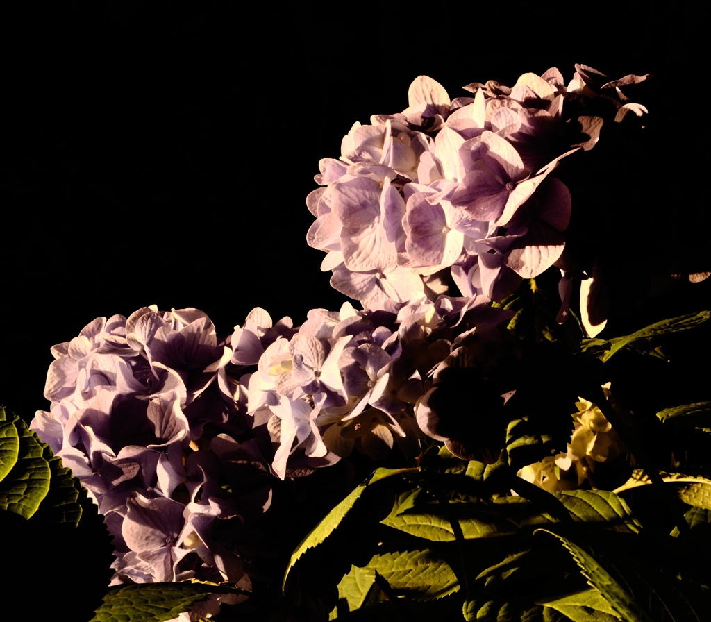闇夜の紫陽花