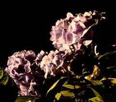 闇夜の紫陽花