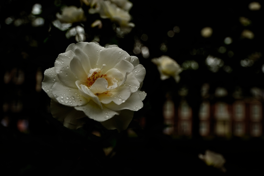 薔薇