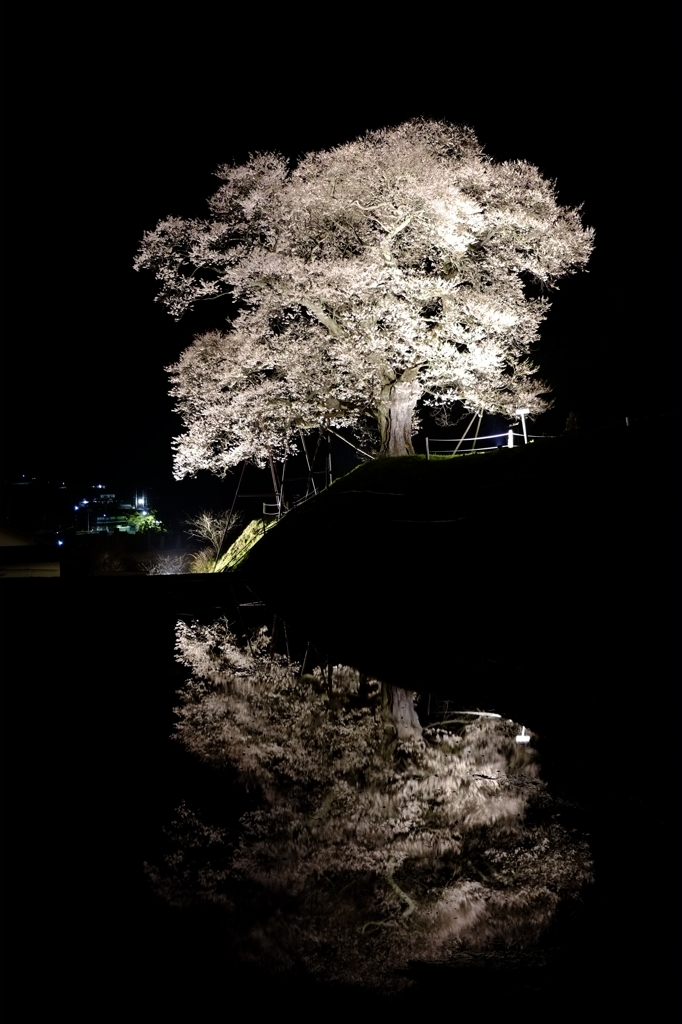 暗闇に浮かぶ桜