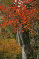 紅白模様