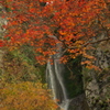 紅白模様