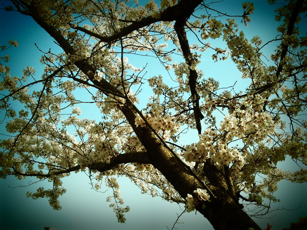 桜