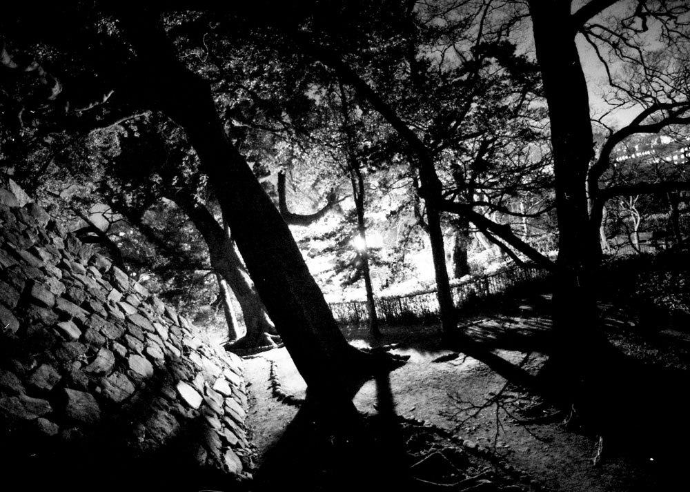 夜の舞鶴公園