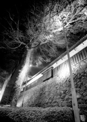 夜の舞鶴公園