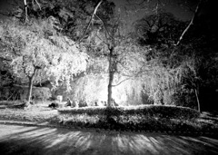 夜桜　舞鶴公園