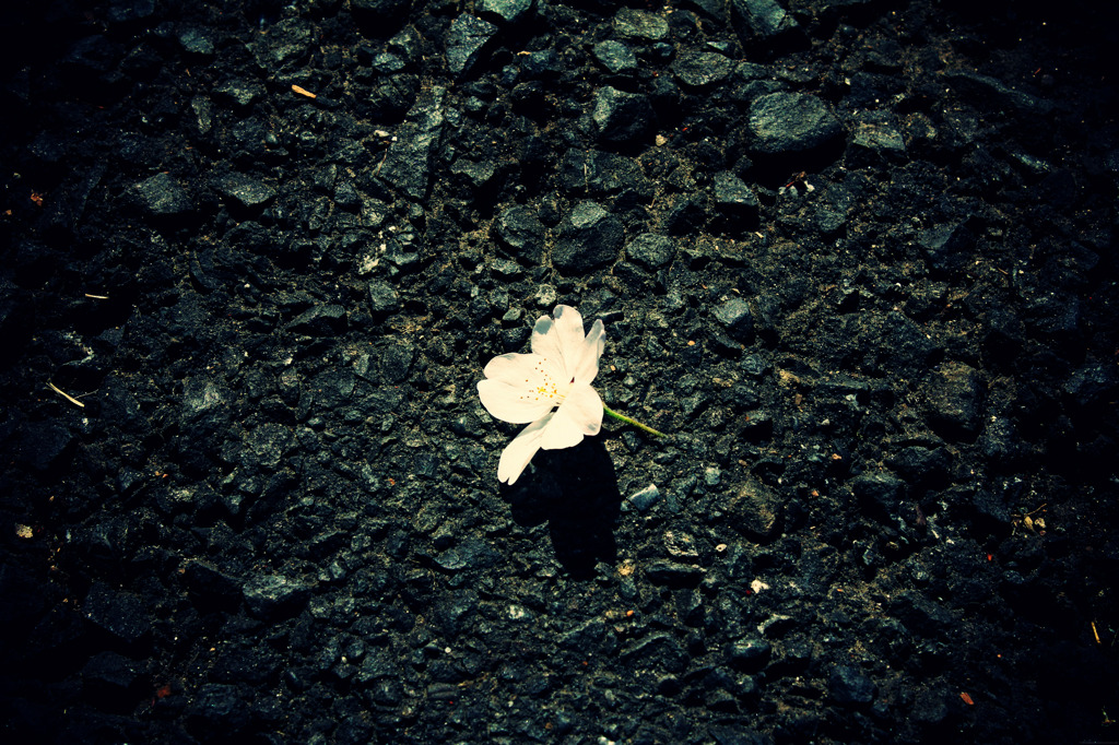 桜03