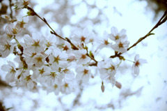 桜02