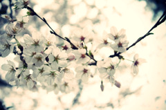 桜01