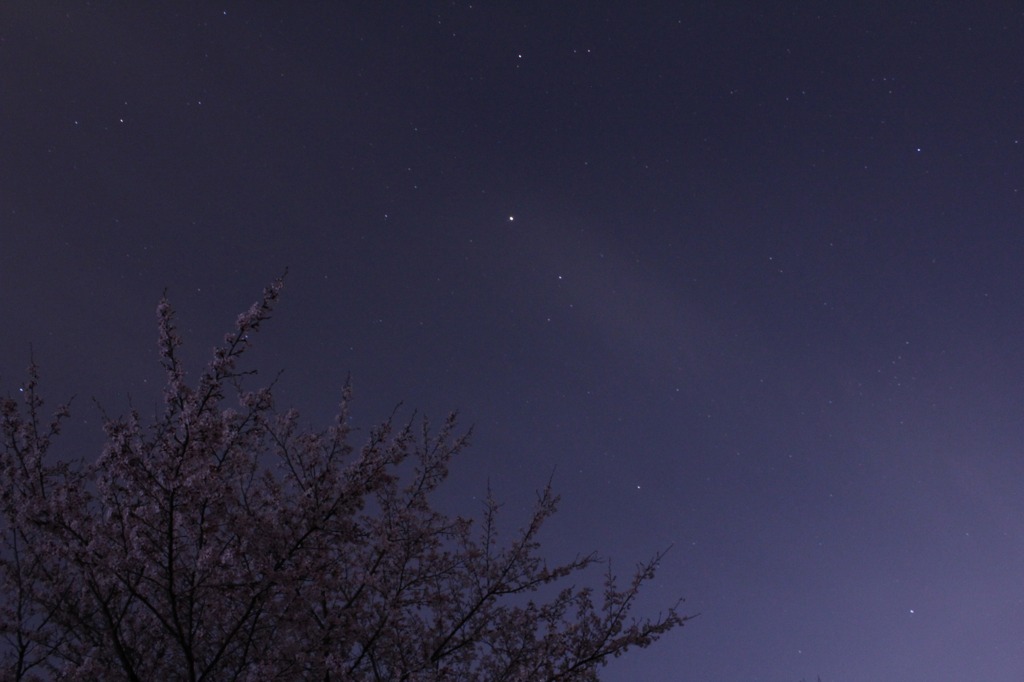 星と桜