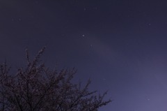 星と桜