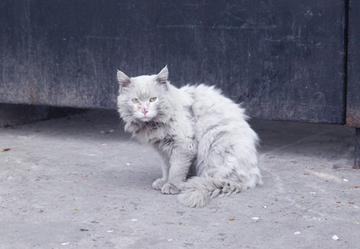 ねこ