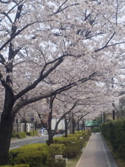桜散る：咲いたと思えばすぐに・・・