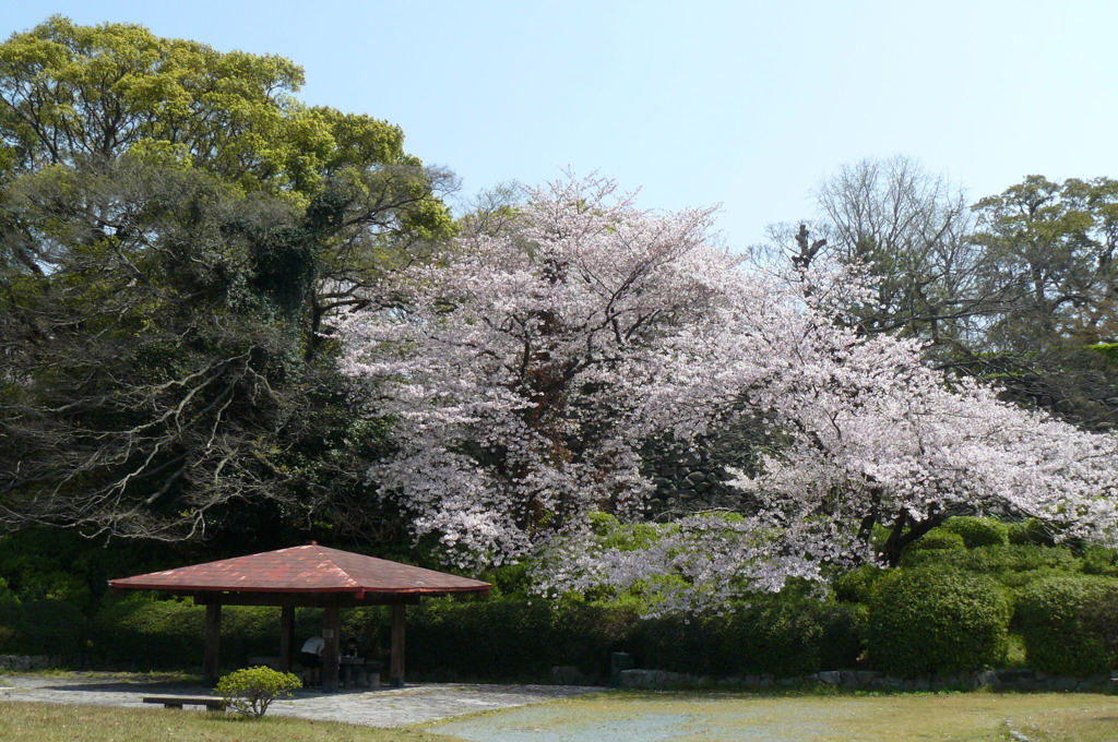 福岡城址の桜（やや自信作）