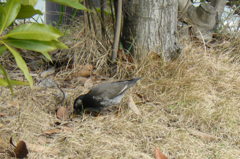 福岡城址「鳥」の名は？ムクドリ