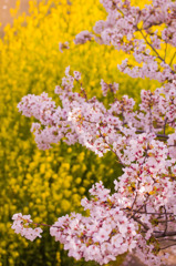 さくらと菜の花
