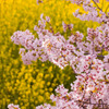 さくらと菜の花