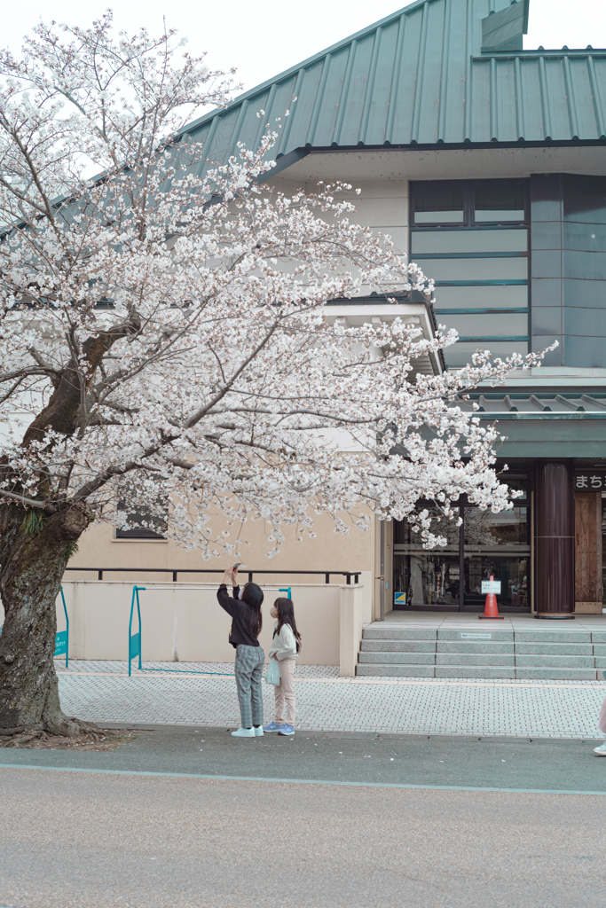 桜の時間