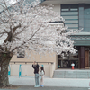 桜の時間
