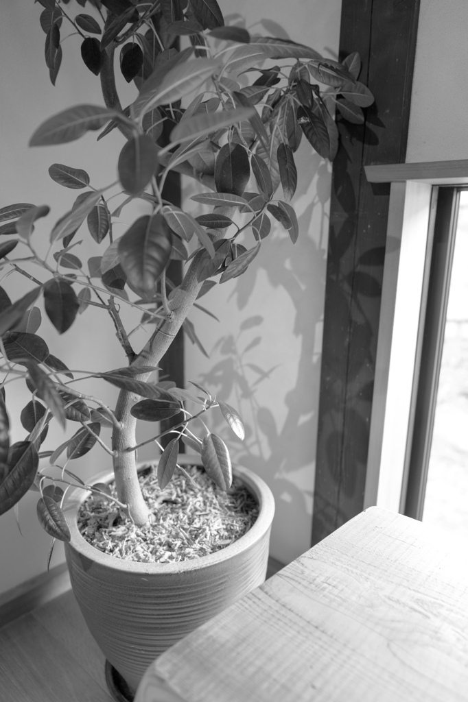 indoor plants