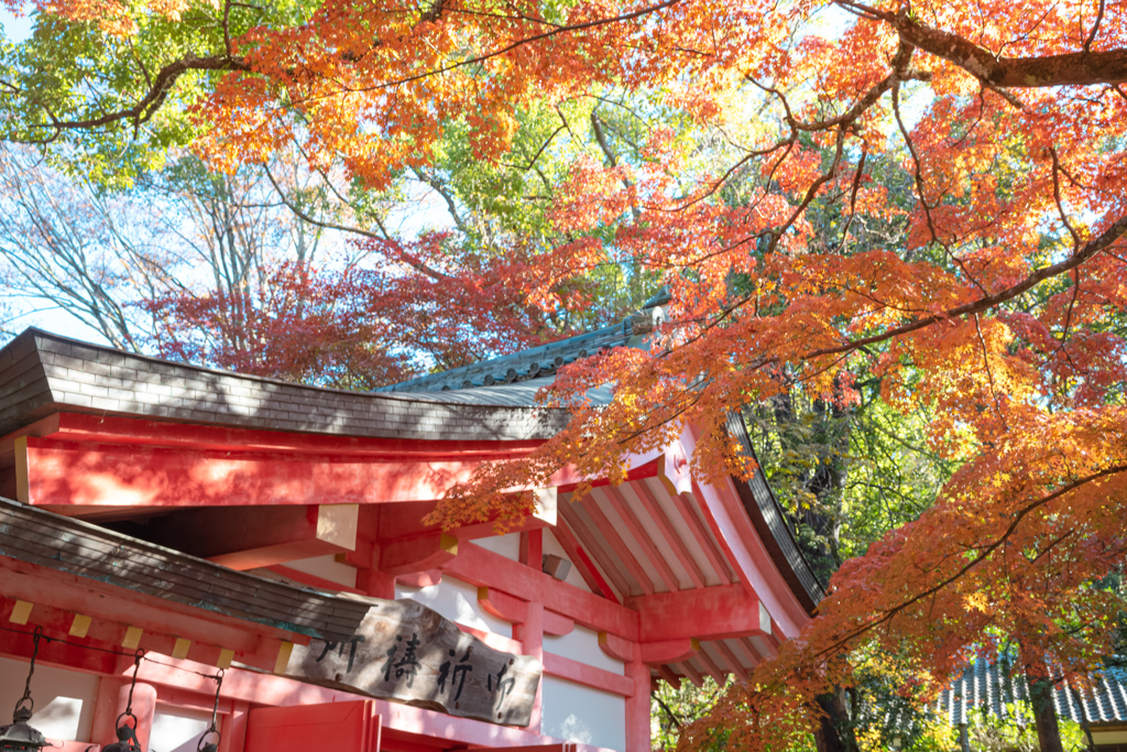 奈良公園～その弐