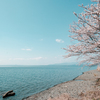 湖畔の春
