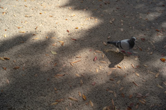 日陰と鳩と。