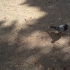 日陰と鳩と。