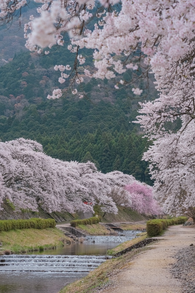 うぐい川×桜