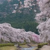 うぐい川×桜