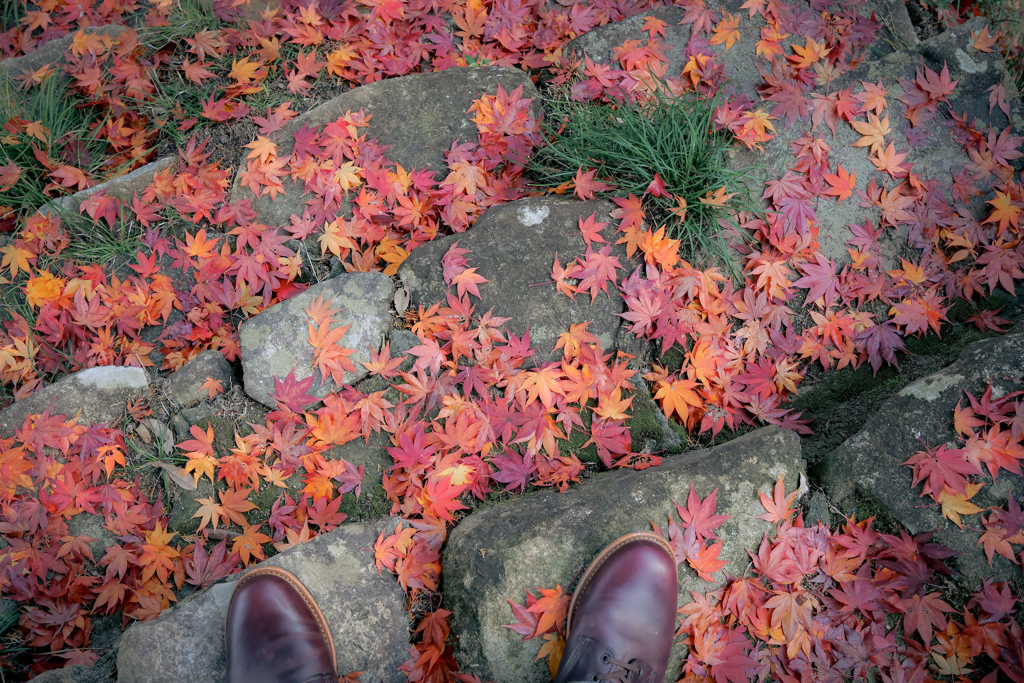 紅葉の絨毯とブーツ