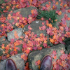 紅葉の絨毯とブーツ