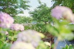 雨の花×紫陽花