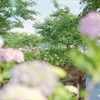 雨の花×紫陽花