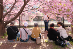 淀の桜