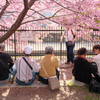 淀の桜