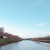 笠松河津桜