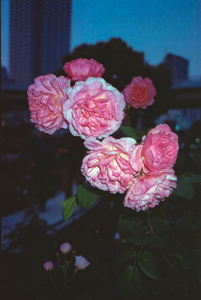 Rose Garden