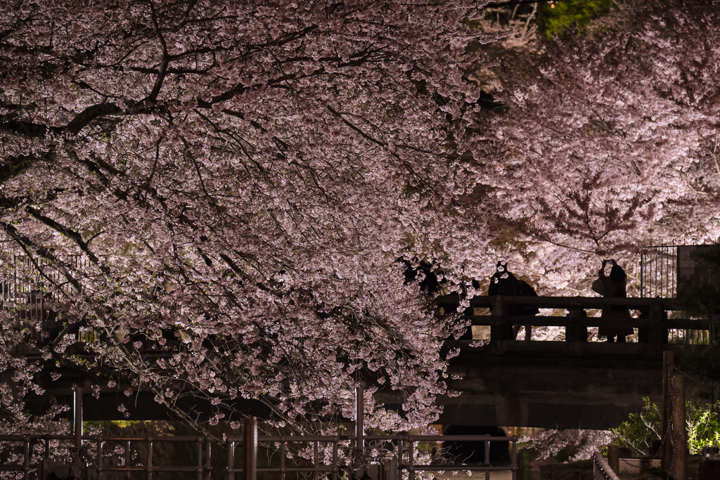 桜の木の中で