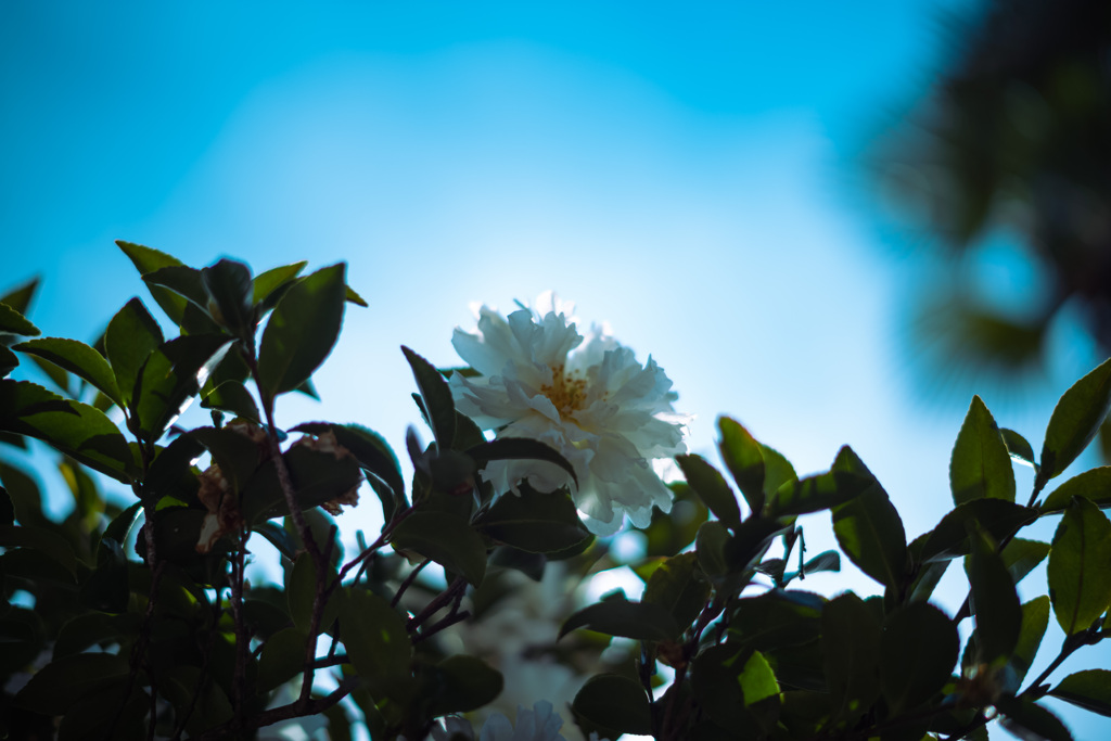 冬に咲く花
